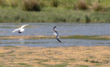 Dvärgmås - Little Gull (Larus minutus)