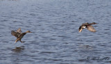 Snatterand - Gadwall (Anas strepera)