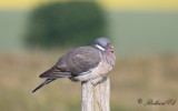 Ringduva - Common Wood Pigeon (Columba palumbus)