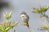 Törnsångare - Whitethroat (Sylvia communis)