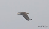 Havsörn - White-tailed Eagle (Haliaeetus albicilla)