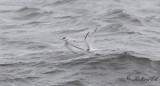 Småtärna - Little Tern (Sterna albifrons)