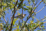 Eksångare - Eastern Olivaceous Warbler (Hippolais pallida)