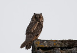 Hornuggla - Long-eared Owl (Asio otus)