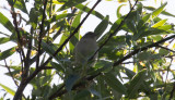 Sibirisk gransngare - Siberian Chiffchaff (Phylloscopus collybita tristis)