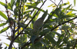 Sibirisk gransångare - Siberian Chiffchaff (Phylloscopus collybita tristis)