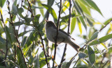 Sibirisk gransångare - Siberian Chiffchaff (Phylloscopus collybita tristis)