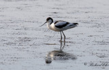 Skärfläcka - Pied Avocet (Recurvirostra avosetta)