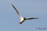 Skrattmås - Black-headed Gull (Larus ridibundus)