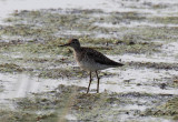 Grönbena - Wood Sandpiper (Tringa glareola)