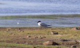 Sandtärna - Gull-billed Tern (Gelochelidon nilotica)