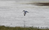 Sandtärna - Gull-billed Tern (Gelochelidon nilotica)