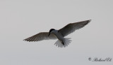Sandtärna - Gull-billed Tern (Gelochelidon nilotica)