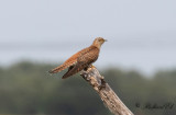 Gök - Common Cuckoo (Cuculus canorus)