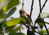 Pungmes - Penduline Tit (Remiz pendulinus)