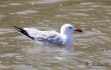 Rdnbbad trut - Audouins Gull (Larus audouinii)