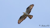 Bivråk - Honey Buzzard (Pernis apivorus)