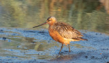 Myrspov - Bar-tailed Godwit (Limosa lapponica)
