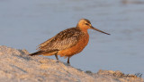 Myrspov - Bar-tailed Godwit (Limosa lapponica)