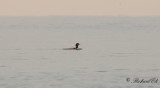 Svartnäbbad islom - Common Loon (Gavia immer)