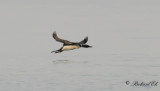Svartnäbbad islom - Common Loon (Gavia immer)