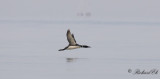 Svartnäbbad islom - Common Loon (Gavia immer)
