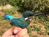 Kungsfiskare - Kingfisher (Alcedo atthis)