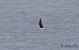 Svartvingad vadarsvala - Black-winged Pratincole (Glareola nordmanni)