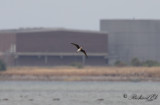 Svartvingad vadarsvala - Black-winged Pratincole (Glareola nordmanni)
