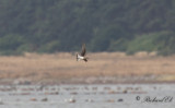 Svartvingad vadarsvala - Black-winged Pratincole (Glareola nordmanni)