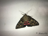 Ekordensfly - Light Crimson Underwing (Catocala promissa)