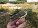 Härmsångare - Icterine Warbler (Hippolais icterina)