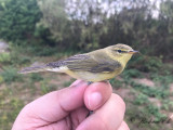 Lövsångare - Willow Warbler (Phylloscopus trochilus)