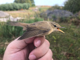 Kärrsångare - Marsh Warbler (Acrocephalus palustris)