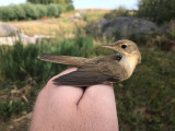 Rörsångare - Reed Warbler (Acrocephalus scirpaceus)