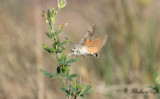 Större dagsvärmare - Hummingbird Hawk-moth (Macroglossum stellatarum)