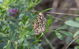 Rutig buskmtare - Latticed Heath (Chiasmia clathrata)