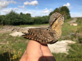 Göktyta - Eurasian Wryneck (Jynx torquilla)