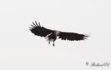 Havsrn - White-tailed Eagle (Haliaeetus albicilla)