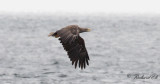 Havsörn - White-tailed Eagle (Haliaeetus albicilla)