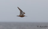 Myrspov - Bar-tailed Godwit (Limosa lapponica)