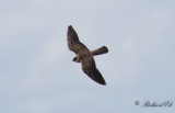 Aftonfalk - Red-footed falcon (Falco vespertinus)
