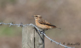 Buskskvätta - Whinchat (Saxicola rubetra)