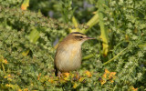 Sävsångare - Sedge Warbler (Acrocephalus schoenobaenus)