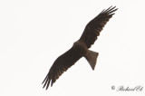 Brun glada - Black Kite (Milvus migrans)