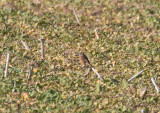 Svarthakad buskskvätta - Stonechat (Saxicola rubicola)