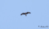 Brun glada - Black Kite (Milvus migrans)