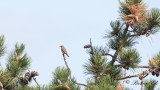 Grå flugsnappare - Spotted Flycatcher (Muscicapa striata)