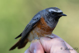 Rödstjärt - Redstart (Phoenicurus phoenicurus)