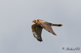 Stäpphök - Pallid Harrier (Circus macrourus)